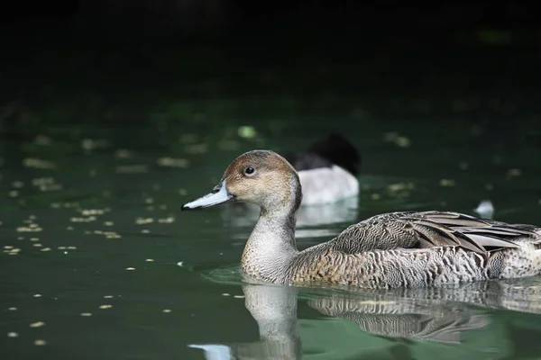 closeup view of brown duck on lake