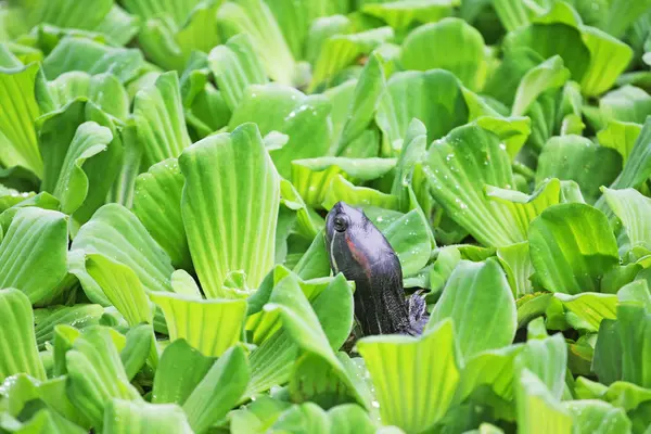 Vue Rapprochée Des Plantes Sauvages Comme Arrière Plan — Photo