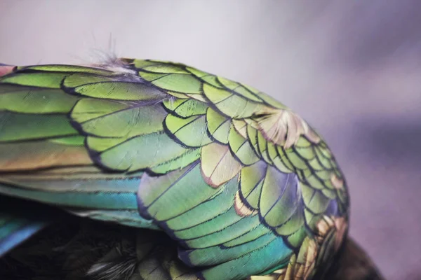  Parlak yeşil kuş kanadının yakın görüntüsü