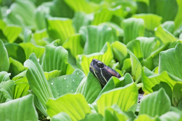 Nahaufnahme Der Schildkröte Zwischen Wassersalat — Stockfoto