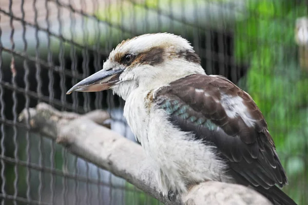 Schilderachtige Foto Van Prachtige Witte Vogel Dierentuin — Stockfoto