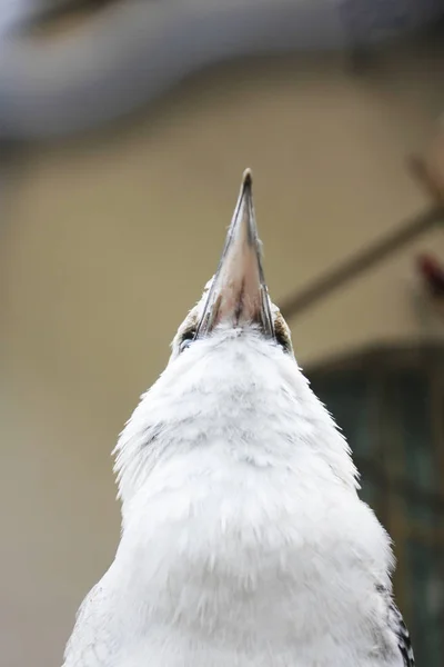 Plan Panoramique Bel Oiseau Blanc Dans Zoo — Photo