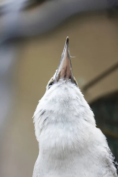 Красивый Снимок Белой Птицы Зоопарке — стоковое фото