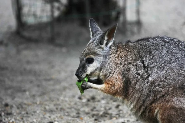 Close Zicht Van Kangoeroe Kauwen Blad — Stockfoto