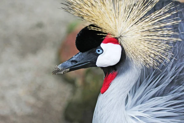 Schilderachtige Shot Van Mooie Gekroonde Kraanvogel Natuurlijke Habitat — Stockfoto