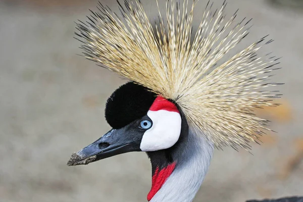 Schilderachtige Shot Van Mooie Gekroonde Kraanvogel Natuurlijke Habitat — Stockfoto