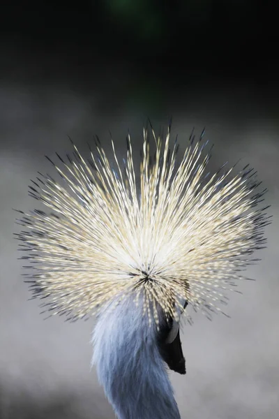 Schilderachtige Shot Van Mooie Gekroonde Kraanvogel Natuurlijke Habitat — Stockfoto