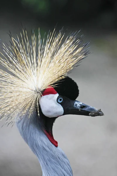 Schilderachtige Shot Van Mooie Gekroonde Kraanvogel Natuurlijke Habitat — Stockfoto