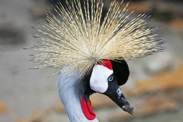 Schilderachtige Shot Van Mooie Gekroonde Kraanvogel Natuurlijke Habitat — Stockfoto