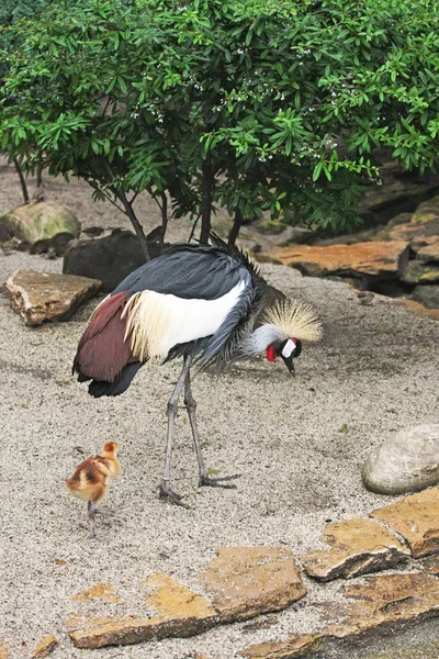 Schilderachtige Shot Van Mooie Gekroonde Kraanvogel Natuurlijke Habitat — Stockfoto