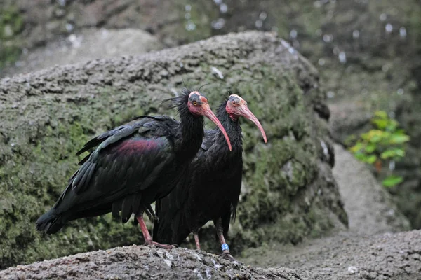 Schilderachtige Foto Van Prachtige Zwarte Vogels Natuurlijke Habitat — Stockfoto