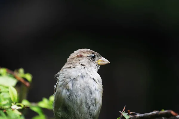 Schilderachtig Shot Van Mooie Sparrow Natuurlijke Habitat — Stockfoto