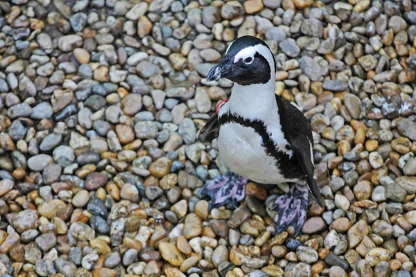 Schilderachtige Foto Van Prachtige Pinguïn Natuurlijke Habitat — Stockfoto
