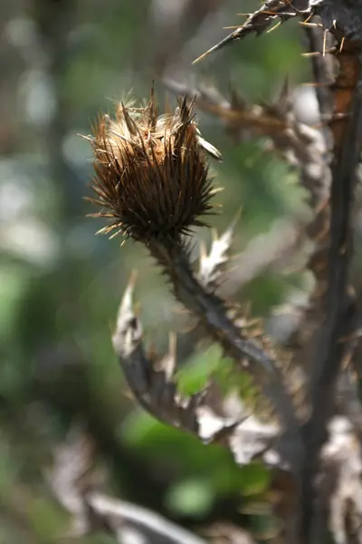 Close Van Wilde Planten Als Achtergrond — Stockfoto