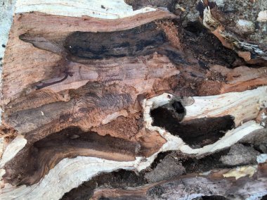  Bölünmüş ahşap detaylarının manzarası