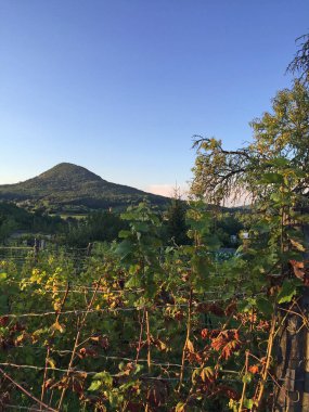 Yaz aylarında olgunlaşan üzüm bağı