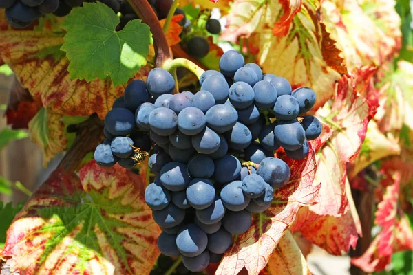 Weinberg Mit Reifenden Trauben Sommer — Stockfoto