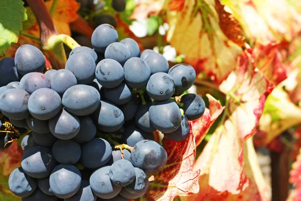 Weinberg Mit Reifenden Trauben Sommer — Stockfoto