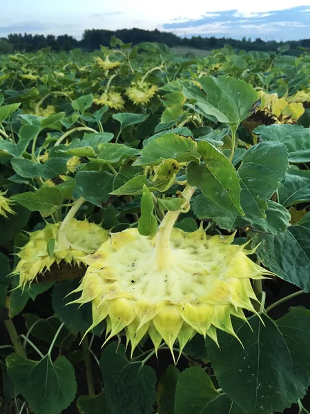 Vista Cerca Hoja Loto Verde Jardín — Foto de Stock