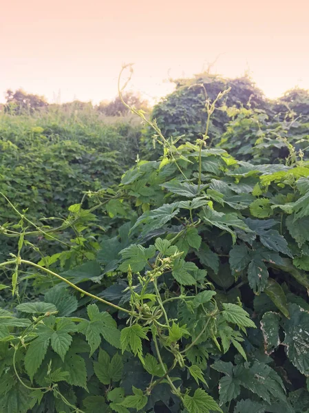 Weinberg Mit Reifenden Trauben Sommer — Stockfoto