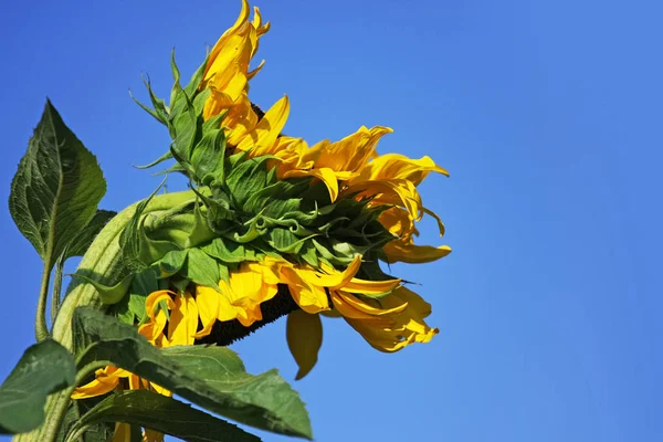 Nahaufnahme Der Doppelten Sonnenblume Vor Blauem Himmel — Stockfoto