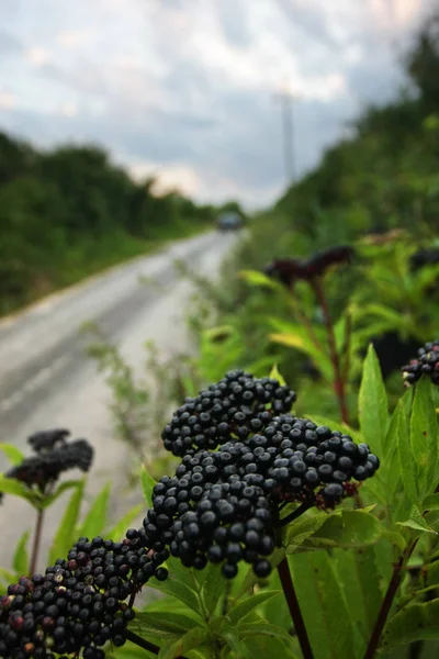 Vista Cerca Las Uvas Verdes Bosque — Foto de Stock