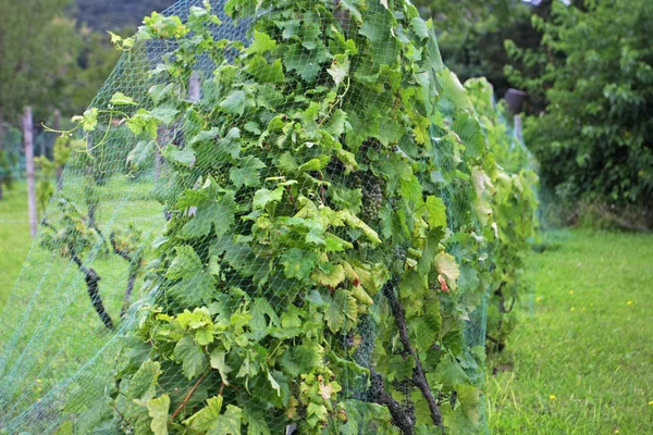 Weinberg Mit Reifenden Trauben Sommer — Stockfoto