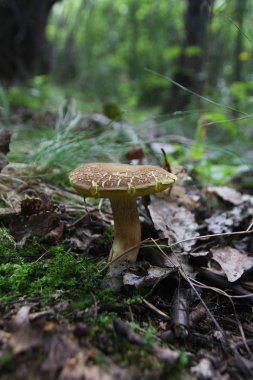 Orman detaylarına yakından bak