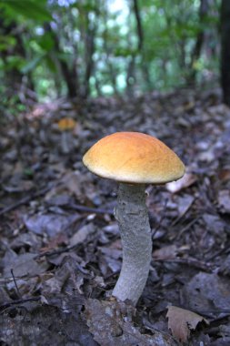 Orman detaylarına yakından bak