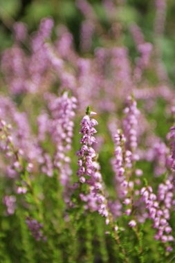  Erica Pembe Çiçeği 'nin yakın çekim görüntüsü