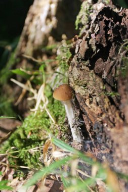 Orman detaylarına yakından bak