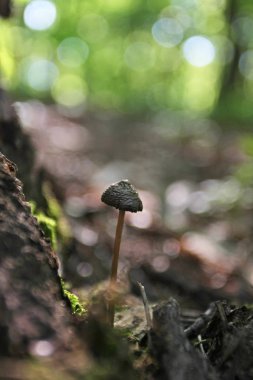 Orman detaylarına yakından bak