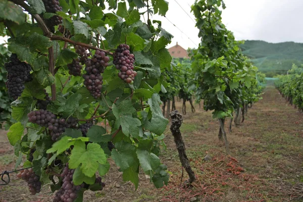 Weinberg Mit Reifenden Trauben Sommer — Stockfoto