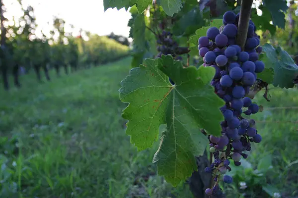 Weinberg Mit Reifenden Trauben Sommer — Stockfoto