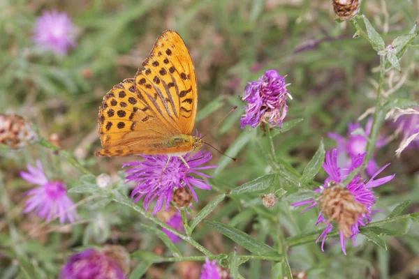 Vue Rapprochée Papillon Sur Une Fleur Dans Jardin — Photo
