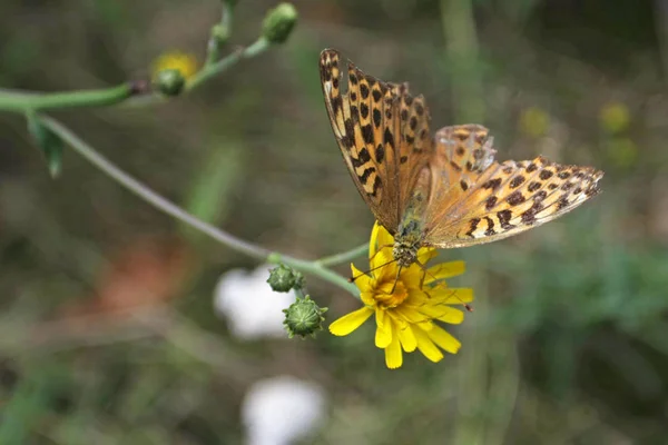 Vue Rapprochée Reine Espagne Fritillaire Sur Fleur — Photo