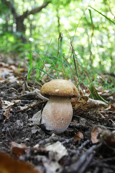 Vue Rapprochée Des Détails Forestiers — Photo