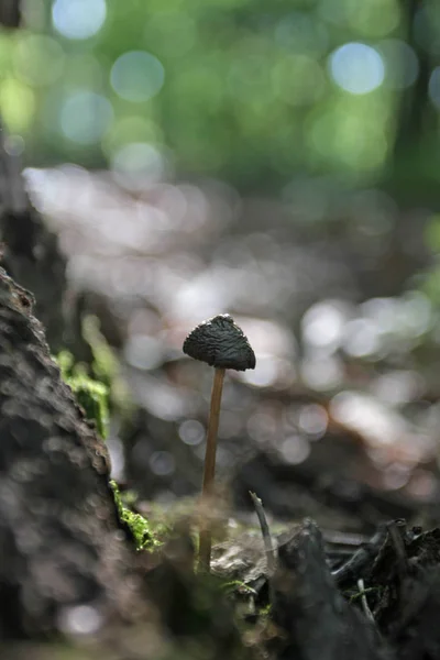 Vue Rapprochée Des Détails Forestiers — Photo