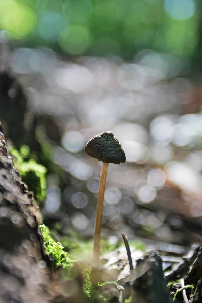 Vue Rapprochée Des Détails Forestiers — Photo