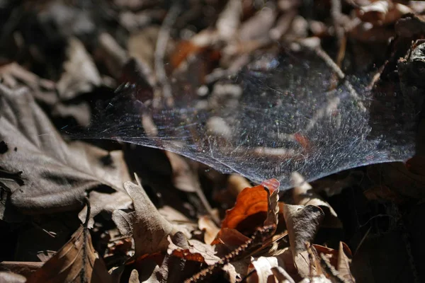 Vue Rapprochée Des Détails Forestiers — Photo