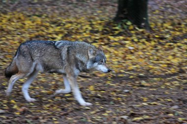  Parktaki Gri Kurt 'un yakın çekim görüntüsü.