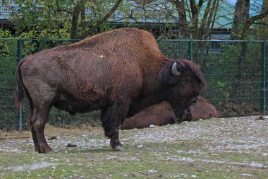 Ormandaki vahşi bizonun yakın çekim görüntüsü.