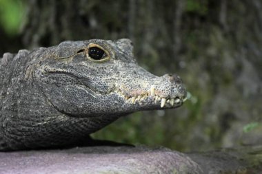  Timsah portresinin yakın çekim görüntüsü bulanık arkaplan