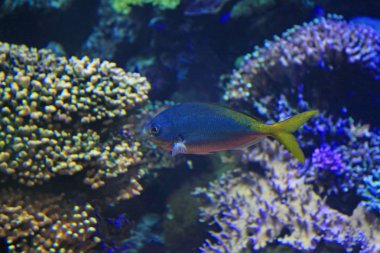 Aquarium güzel küçük egzotik balık yakın çekim çekimi