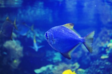 Aquarium 'da güzel mavi cerrah balıkların yakın çekim