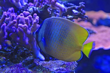 Aquarium 'da güzel renkli balıkların yakın çekim çekimi