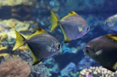 Akvaryum güzel renkli egzotik balıklar yakın çekim çekimi