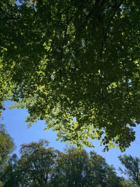 Gündüz vakti yeşil ağaçlı park