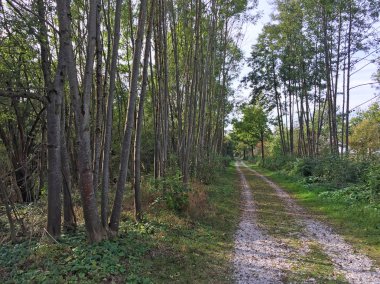 Gündüz vakti yeşil ağaçlı park
