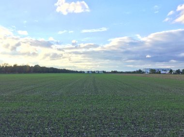 Ormanın yanındaki tarlanın manzarası